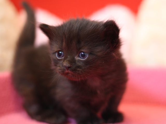 マンチカンの子猫画像