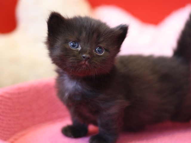 マンチカンの子猫画像