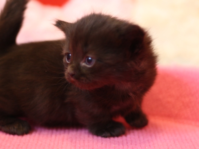 マンチカンの子猫画像