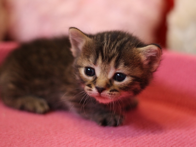 マンチカンの子猫画像