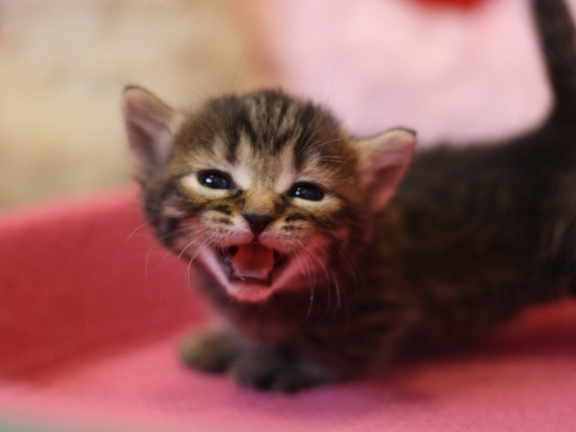 マンチカンの子猫画像