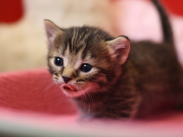 マンチカンの子猫画像