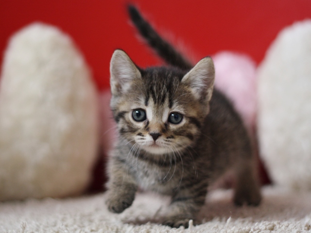 マンチカンの子猫画像