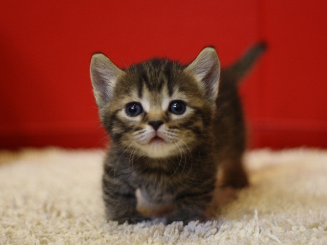 マンチカンの子猫画像