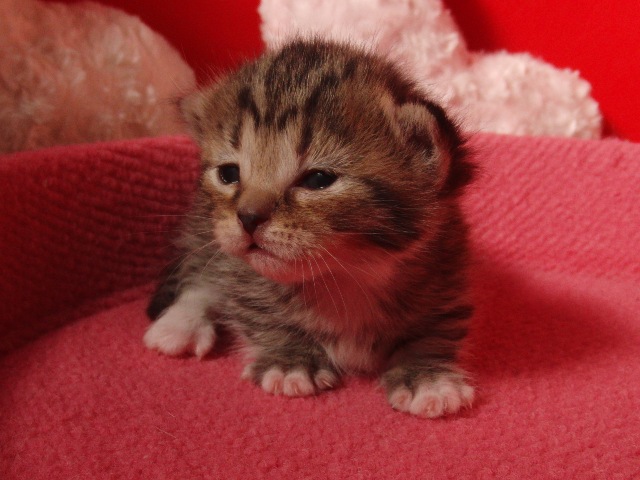 マンチカンの子猫画像