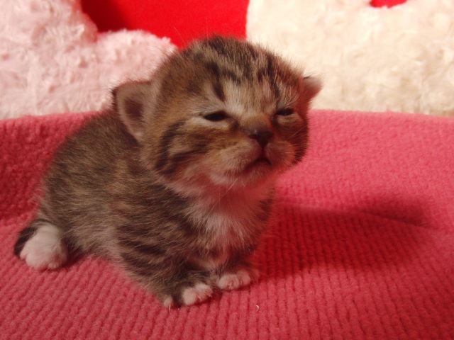 マンチカンの子猫画像