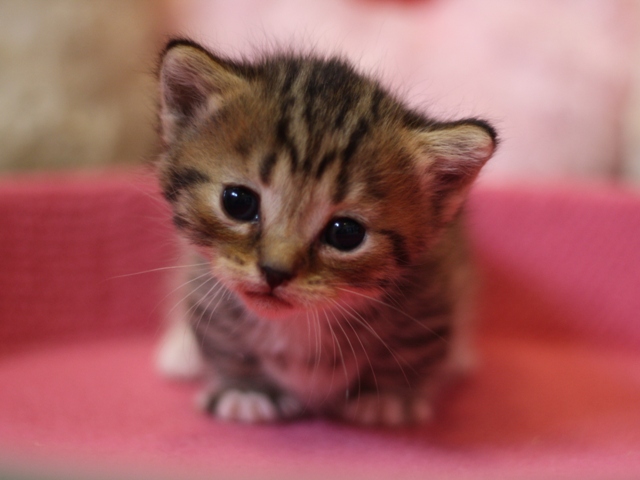 マンチカンの子猫画像