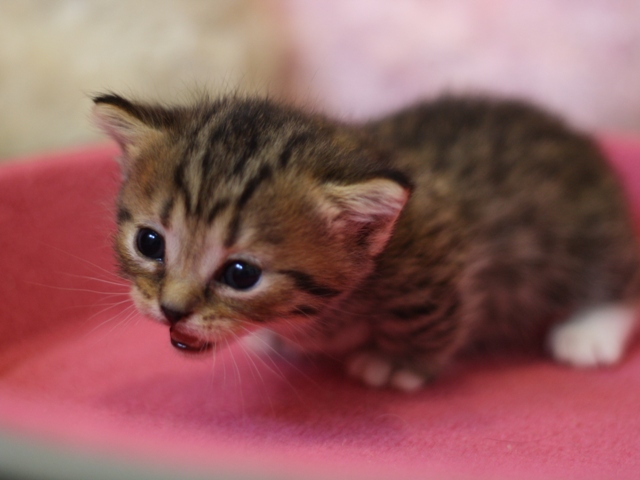 マンチカンの子猫画像