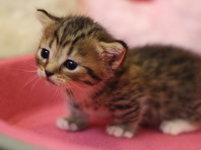 マンチカンの子猫画像