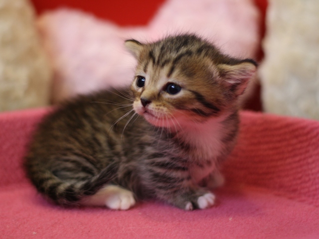 マンチカンの子猫画像