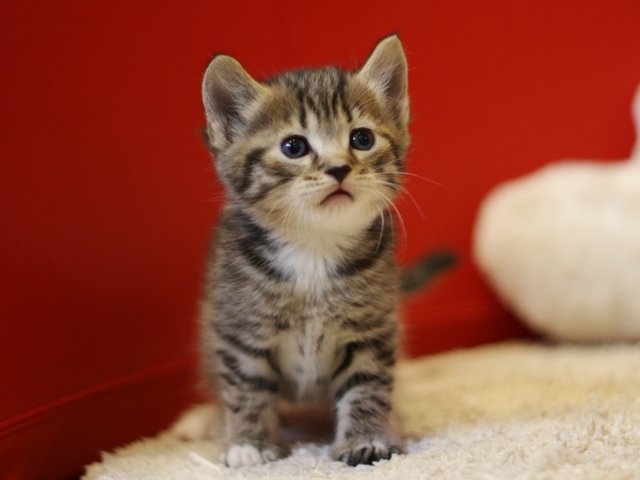 マンチカンの子猫画像