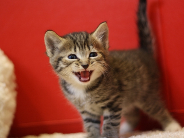 マンチカンの子猫画像