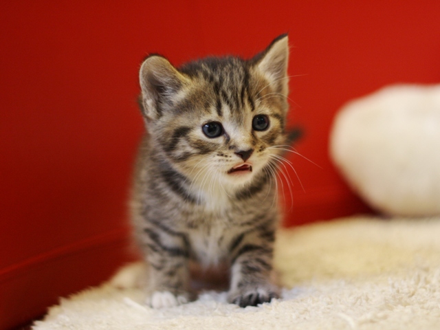 マンチカンの子猫画像