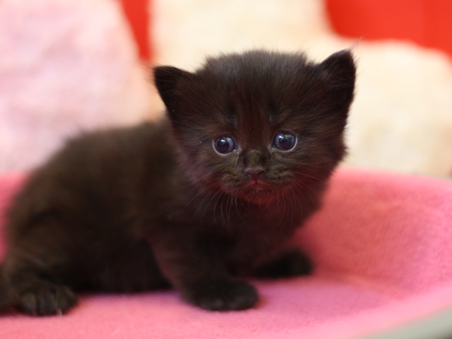 マンチカンの子猫画像