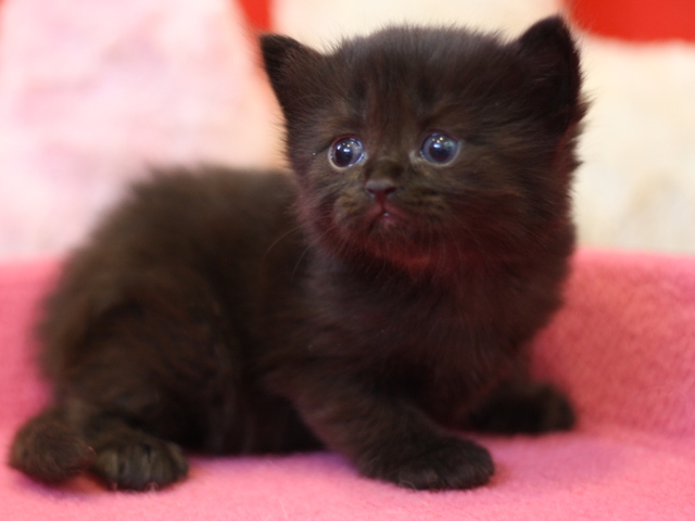 マンチカンの子猫画像