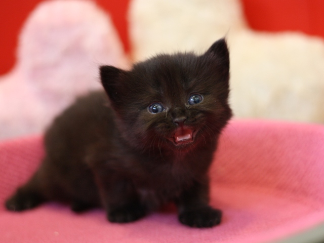 マンチカンの子猫画像