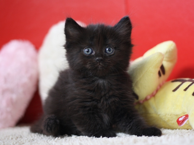 マンチカンの子猫画像