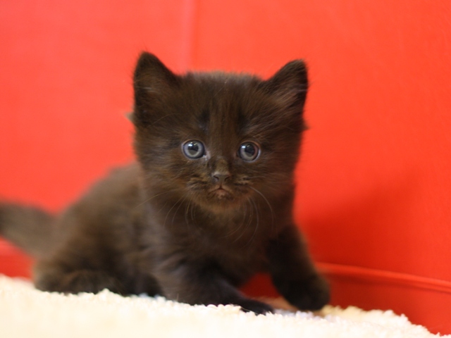 マンチカンの子猫画像