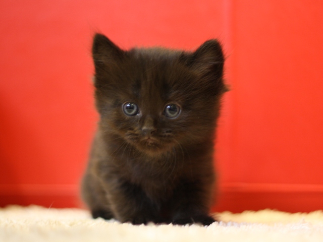 マンチカンの子猫画像