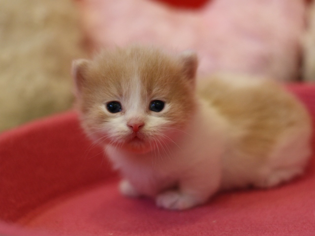 マンチカンの子猫画像