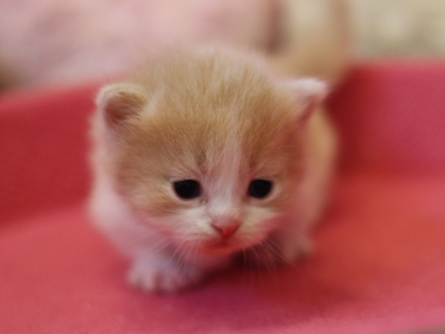 マンチカンの子猫画像