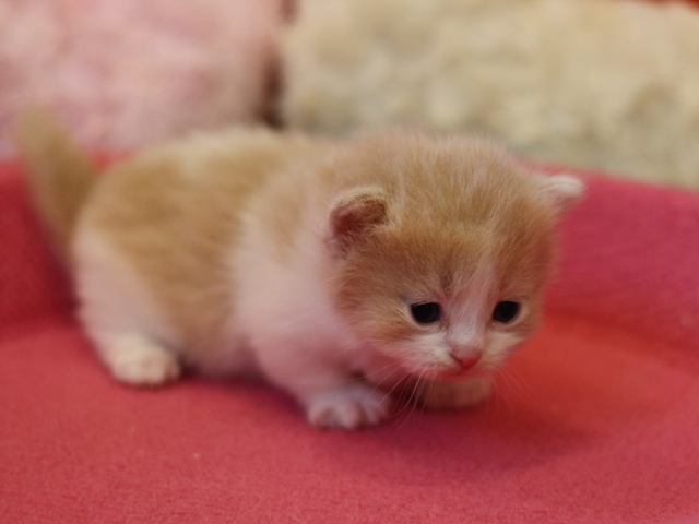 マンチカンの子猫画像