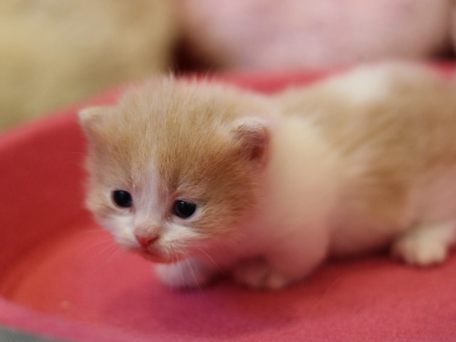 マンチカンの子猫画像