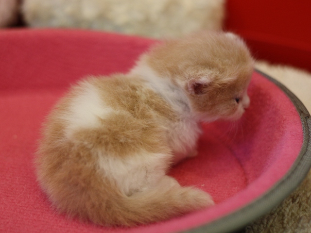 マンチカンの子猫画像