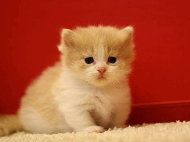 マンチカンの子猫画像