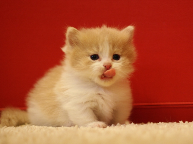 マンチカンの子猫画像