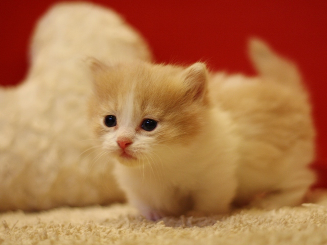 マンチカンの子猫画像