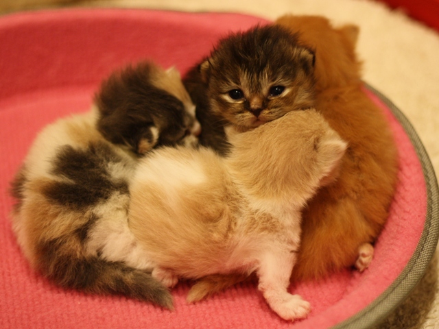 マンチカンの子猫画像