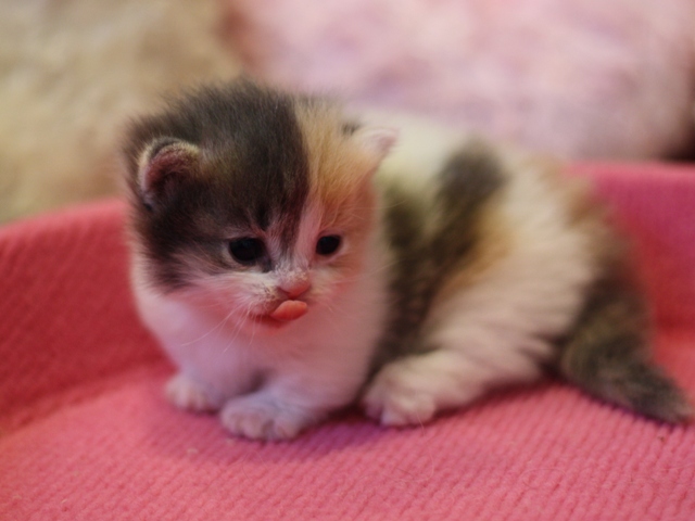 マンチカンの子猫画像