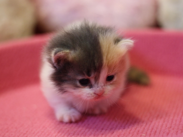 マンチカンの子猫画像