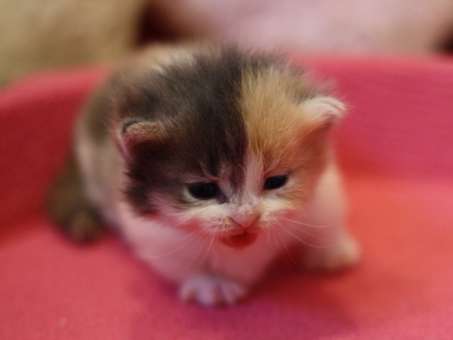 マンチカンの子猫画像