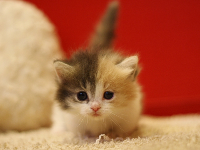 マンチカンの子猫画像