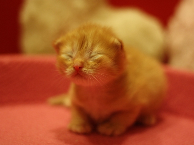 マンチカンの子猫画像