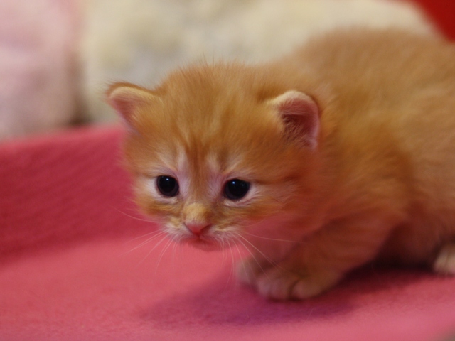 マンチカンの子猫画像