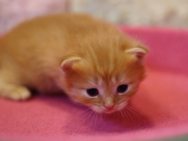 マンチカンの子猫画像