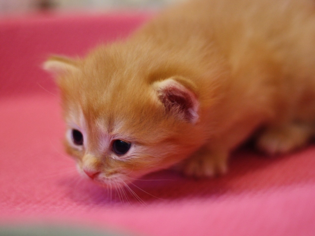 マンチカンの子猫画像