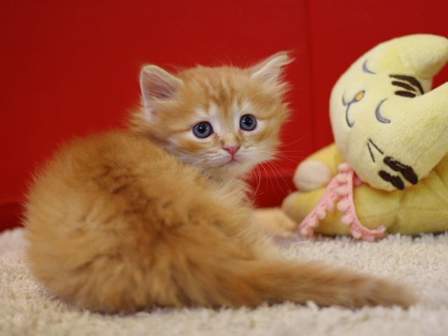 マンチカンの子猫画像