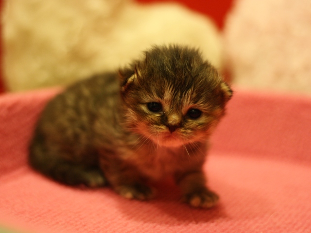 マンチカンの子猫画像