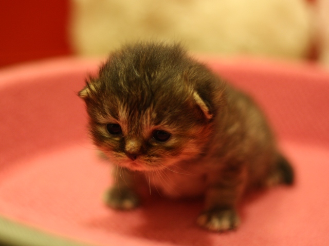 マンチカンの子猫画像