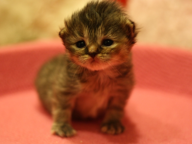 マンチカンの子猫画像