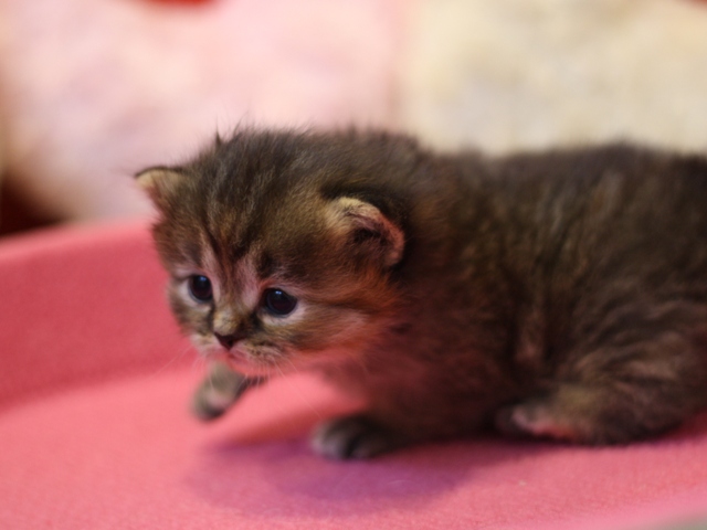 マンチカンの子猫画像