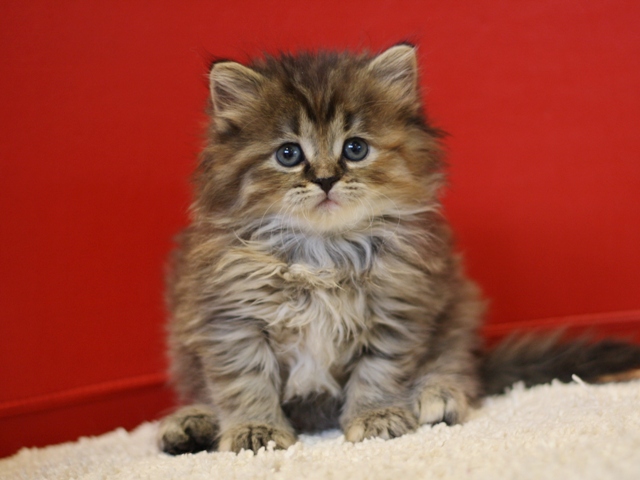 マンチカンの子猫画像