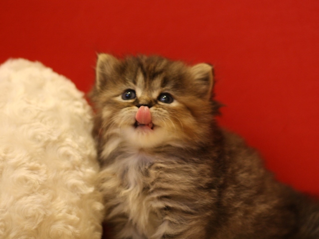 マンチカンの子猫画像