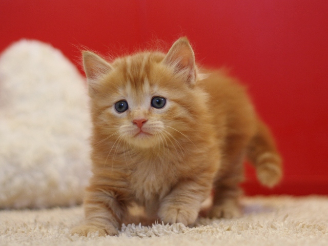 マンチカンの子猫画像