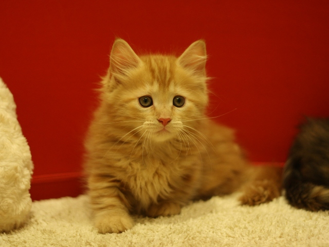 マンチカンの子猫画像