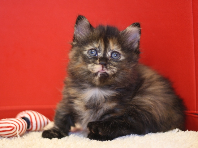 マンチカンの子猫画像